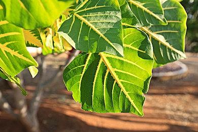 传闻：《龙腾世纪4：恐狼》新预告片即将发布